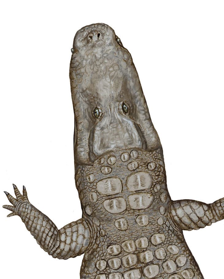 Crocodylus Thorbjarnarsoni