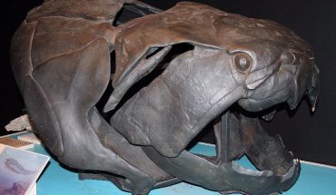 http://upload.wikimedia.org/wikipedia/commons/d/d3/Dunkleosteus_skull_QM_email.jpg