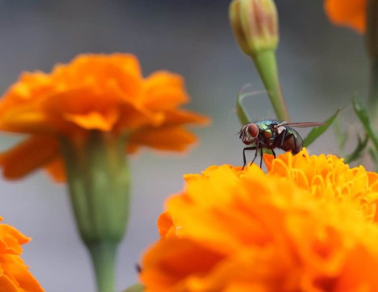 Shortest Insect Top 10 shortest-lived insects - History Rundown